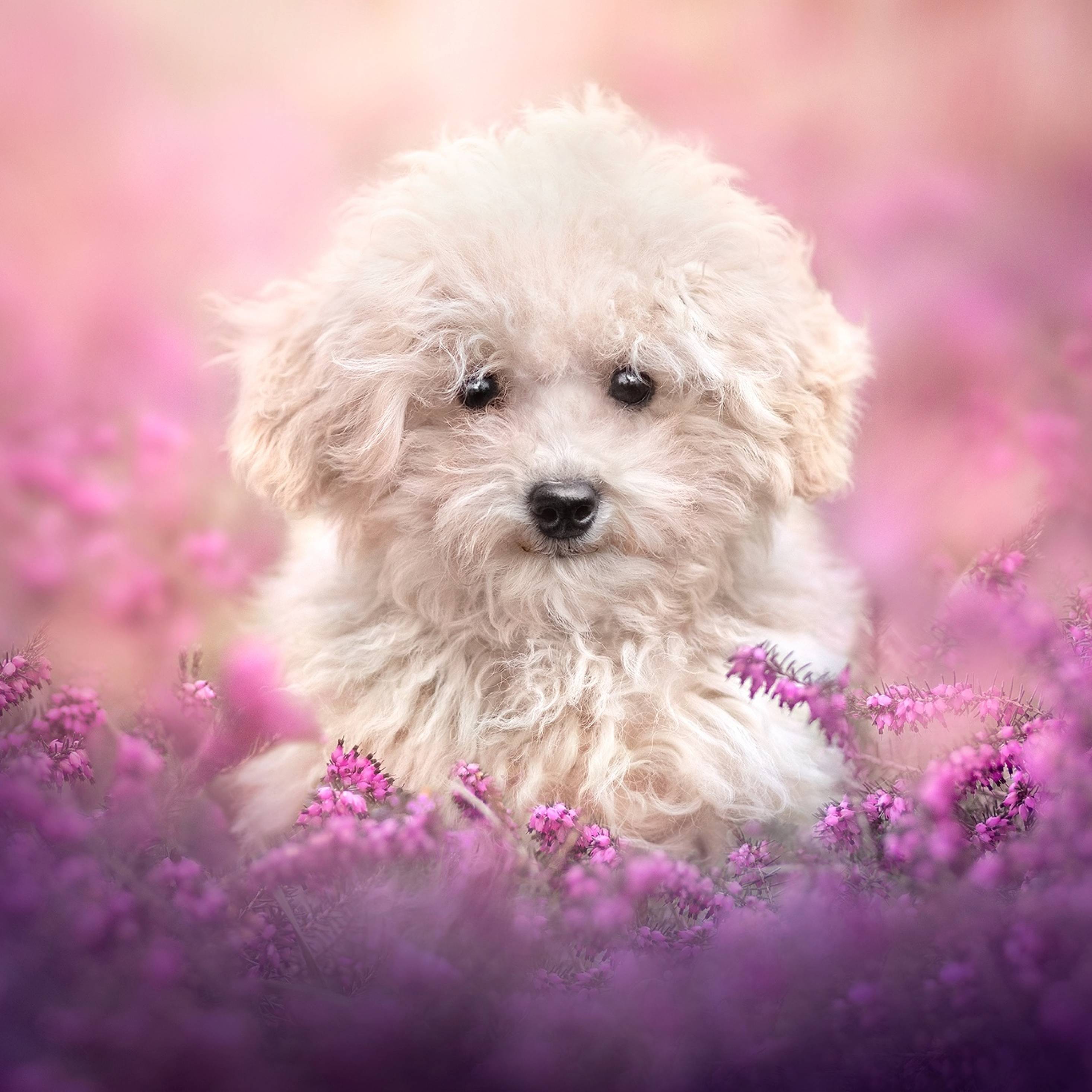Cucciolo bianco tra fiori viola, 2932x2932 WQXGA, Monitor Gaming