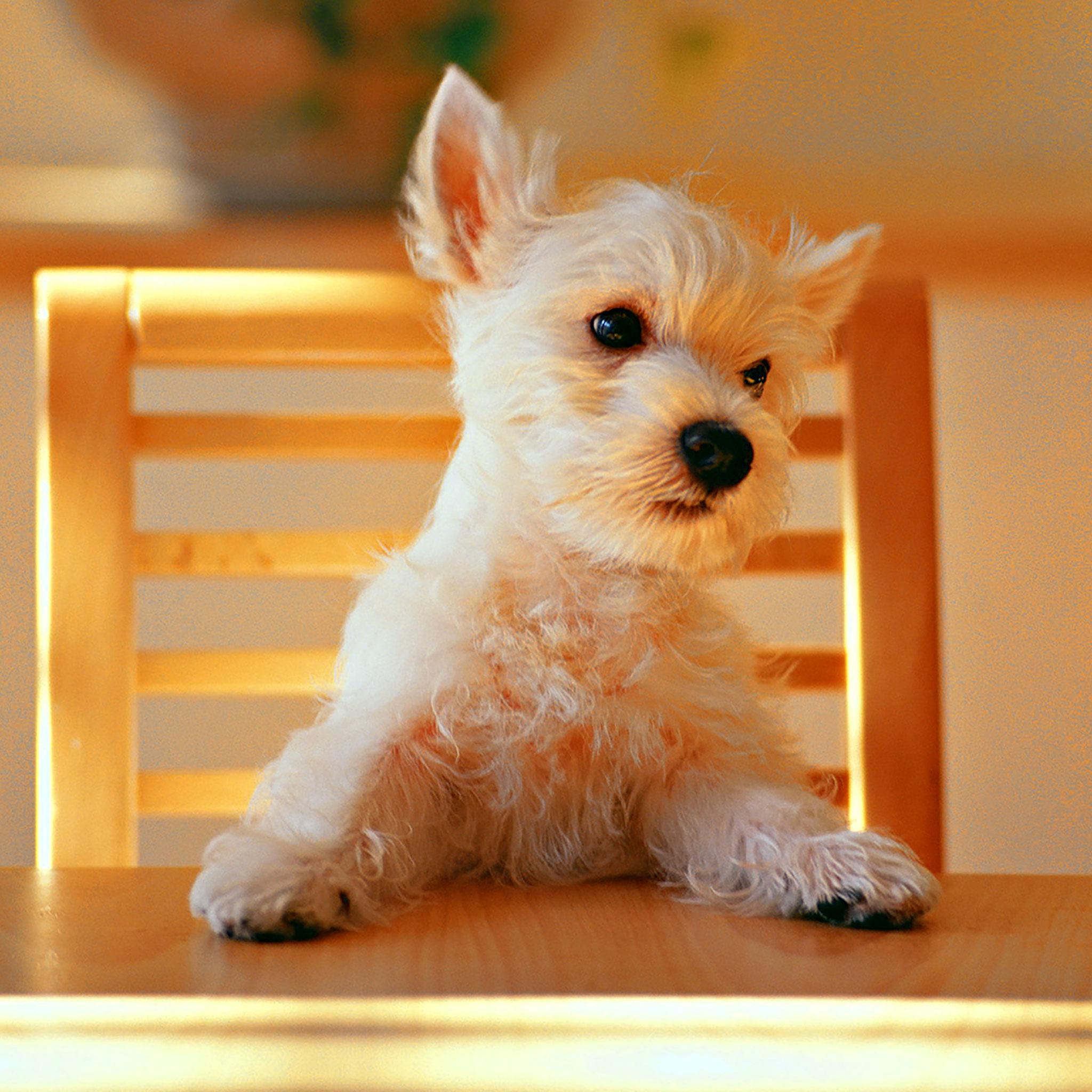 Cucciolo Westie bianco seduto, 2048x2048 alta risoluzione, Desktop
