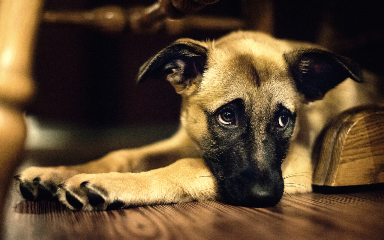 Cane sdraiato su pavimento, 1280x800 HD, Desktop