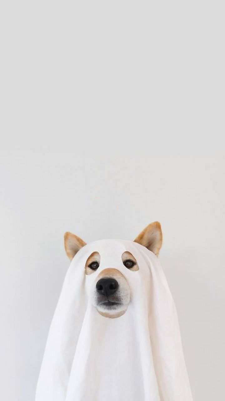 Cane travestito da fantasma, 720x1280 Full HD Verticale, Google Pixel