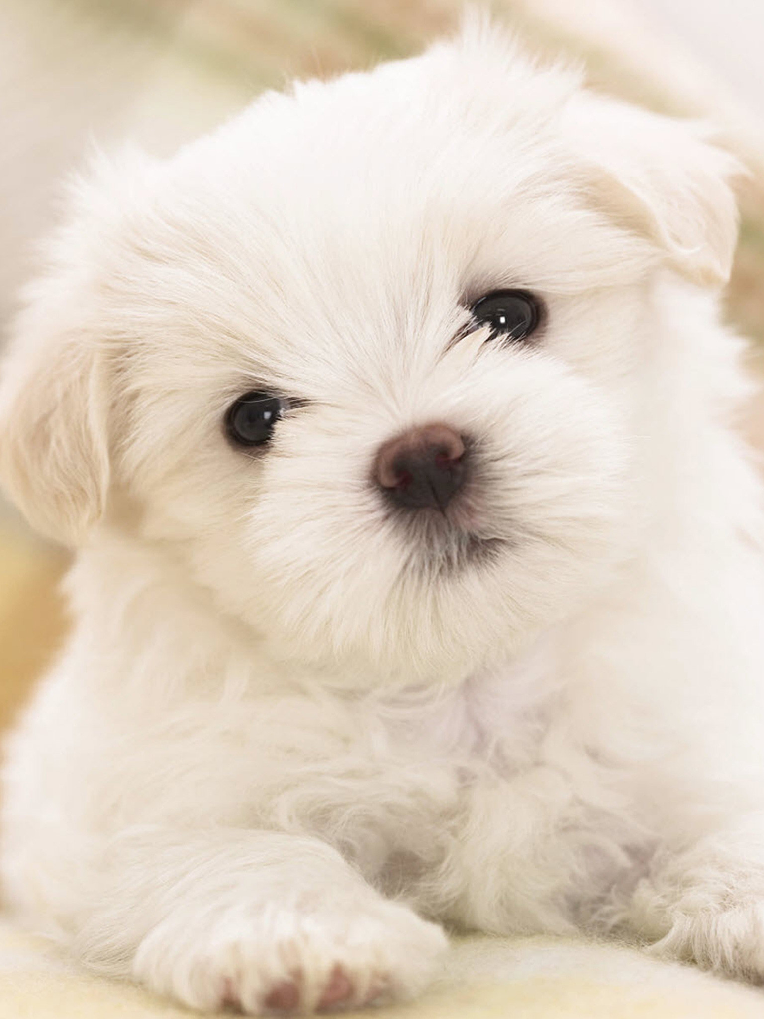 Cucciolo Maltese bianco, 1536x2048 Verticale, Mobile