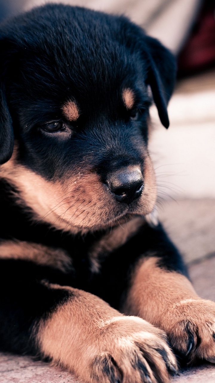 Cucciolo Rottweiler sdraiato, 720x1280 Full HD Verticale, iPhone