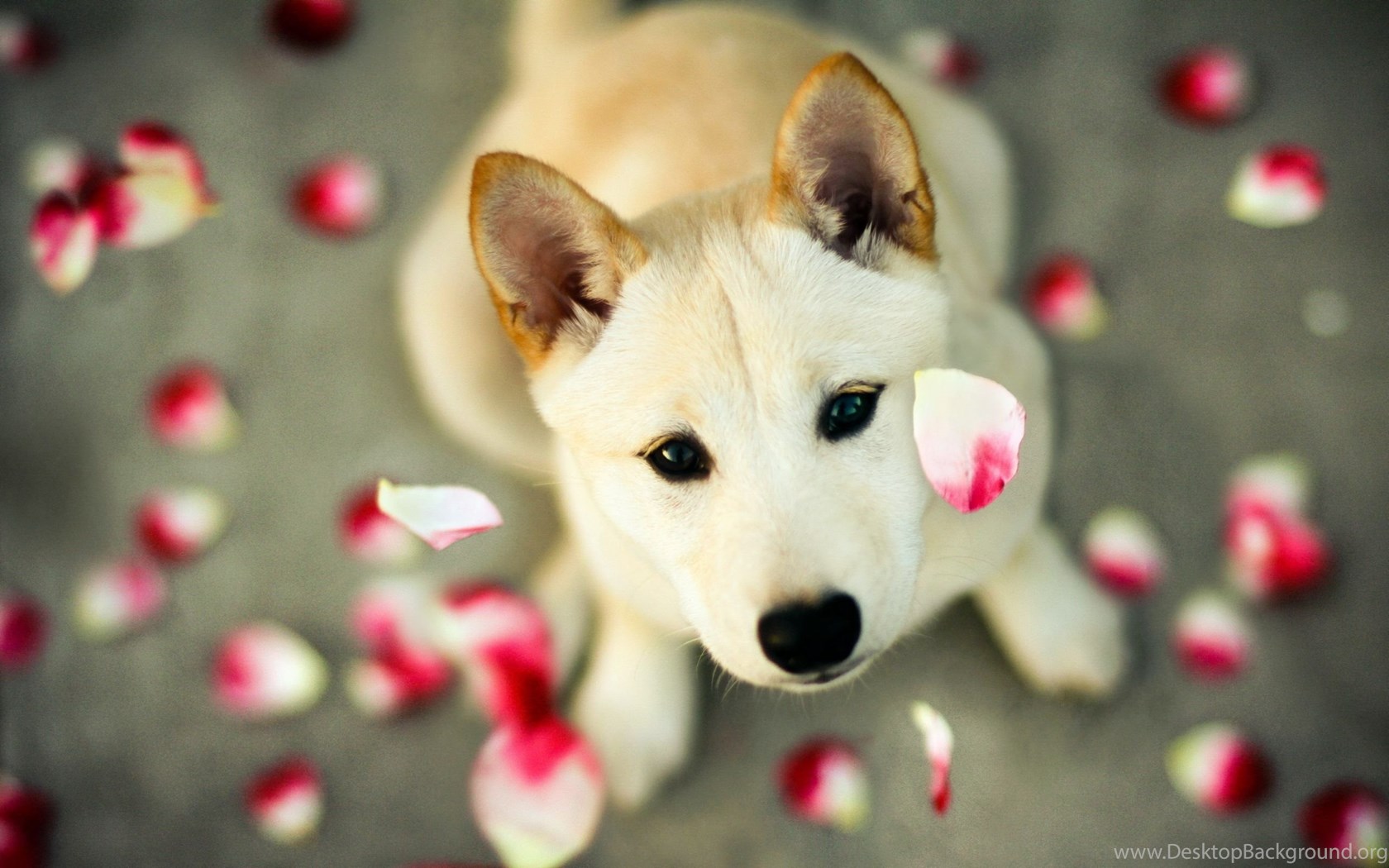 Cucciolo Shiba Inu petali rosa, 1680x1050 900p, HP Laptop