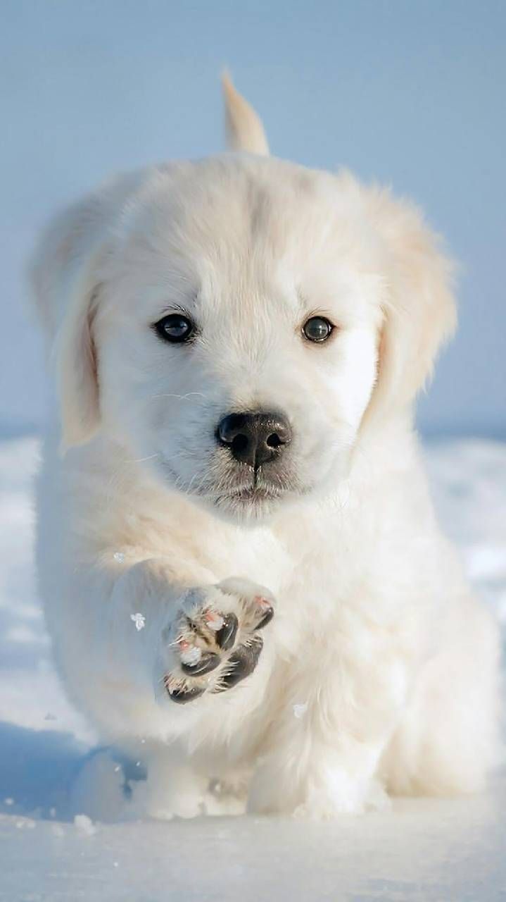 Cucciolo bianco nella neve, 719x1280 Verticale, Telefono
