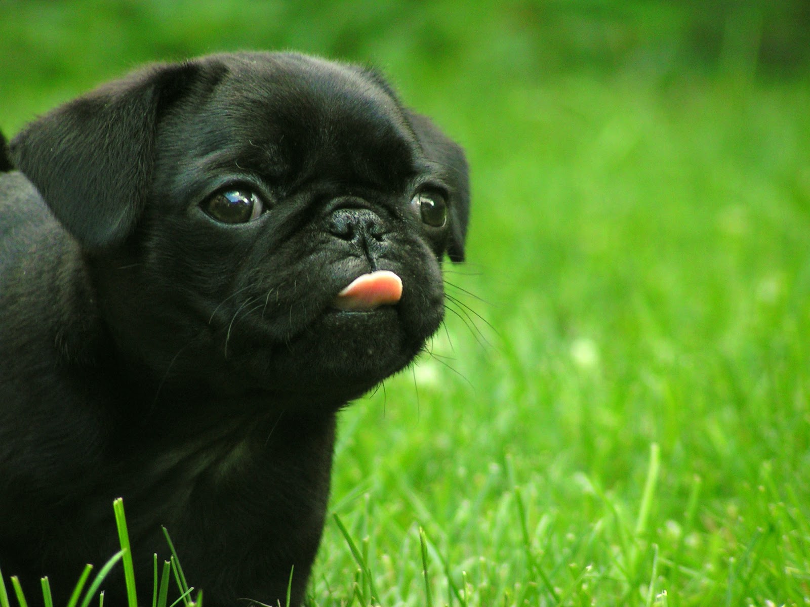 Cucciolo carlino nero erba, 1600x1200 HD Ready, Desktop