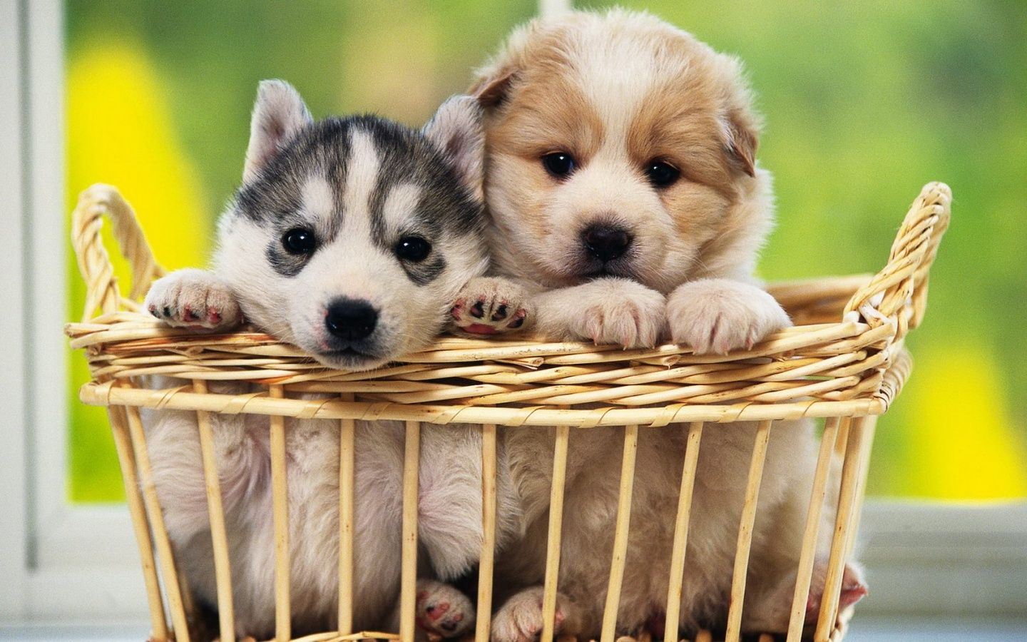 Cuccioli in cesto di vimini, 1440x900 720p, PC