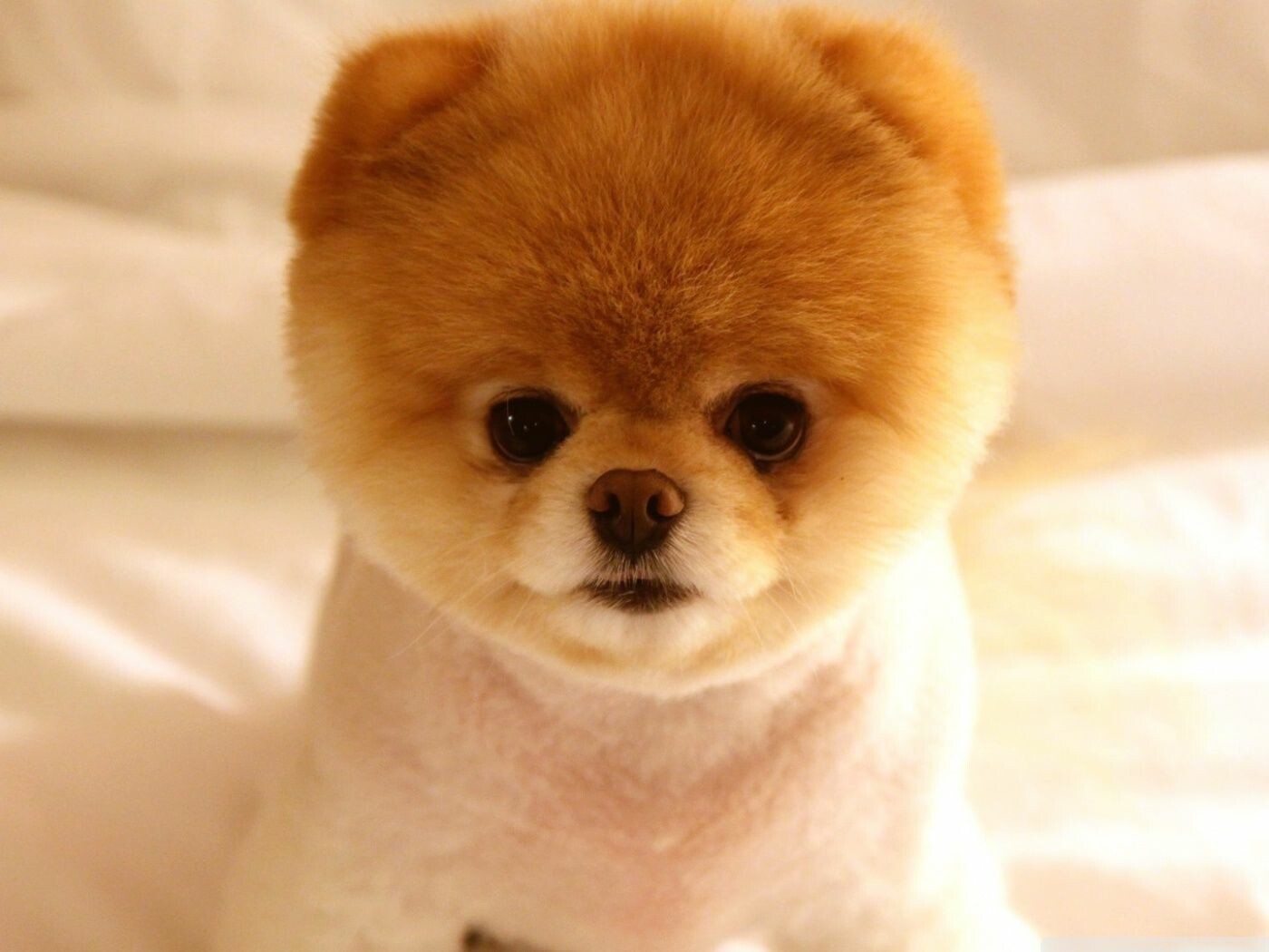 Cucciolo pomerania arancione, 1400x1050 HD, Desktop