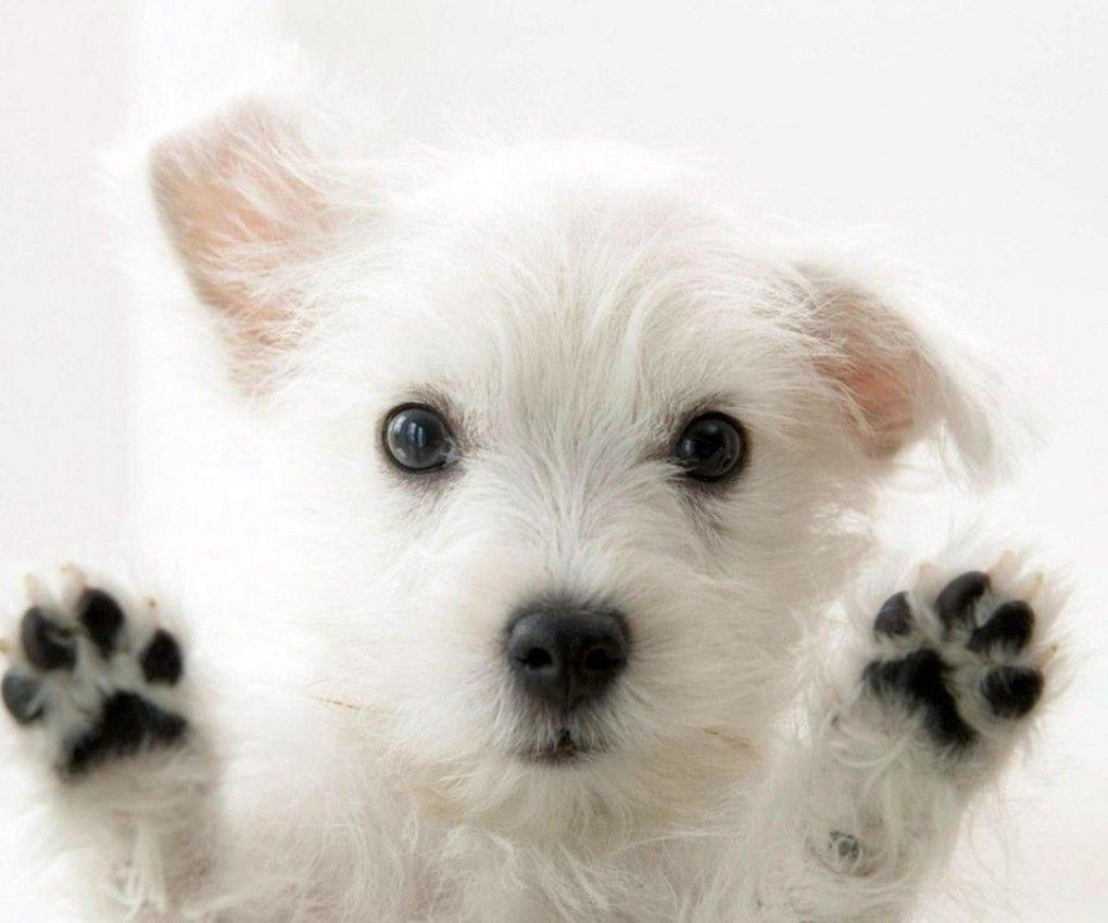 Cucciolo westie bianco, 1020x850 HD, Laptop