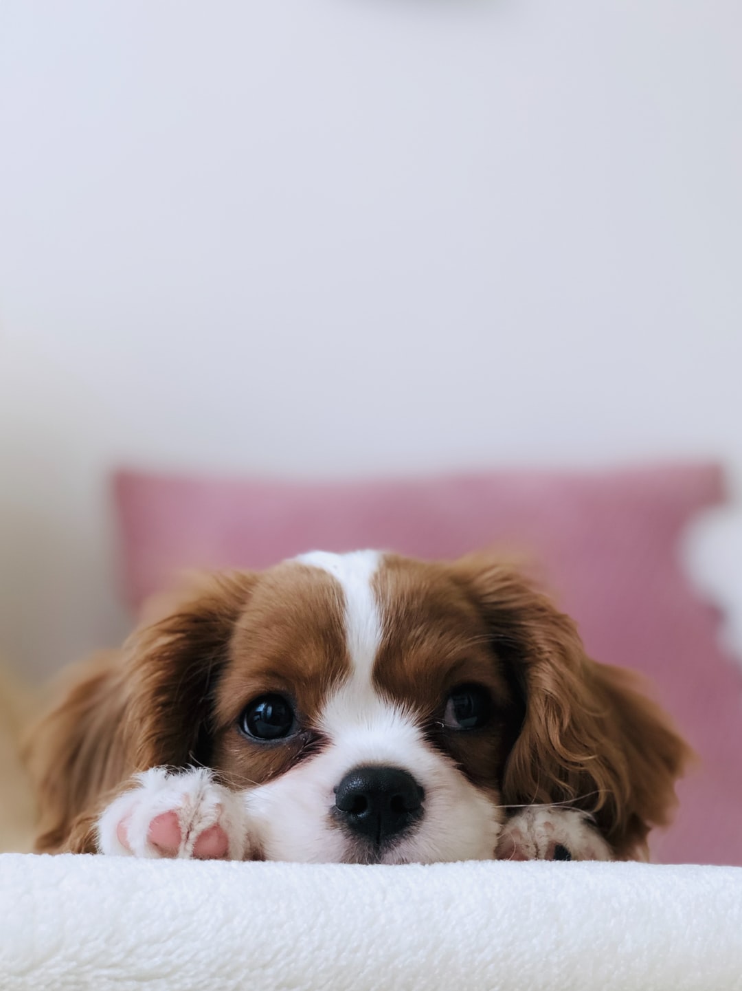 Cucciolo Cavalier King Charles Spaniel, 1080x1441 Verticale, Android
