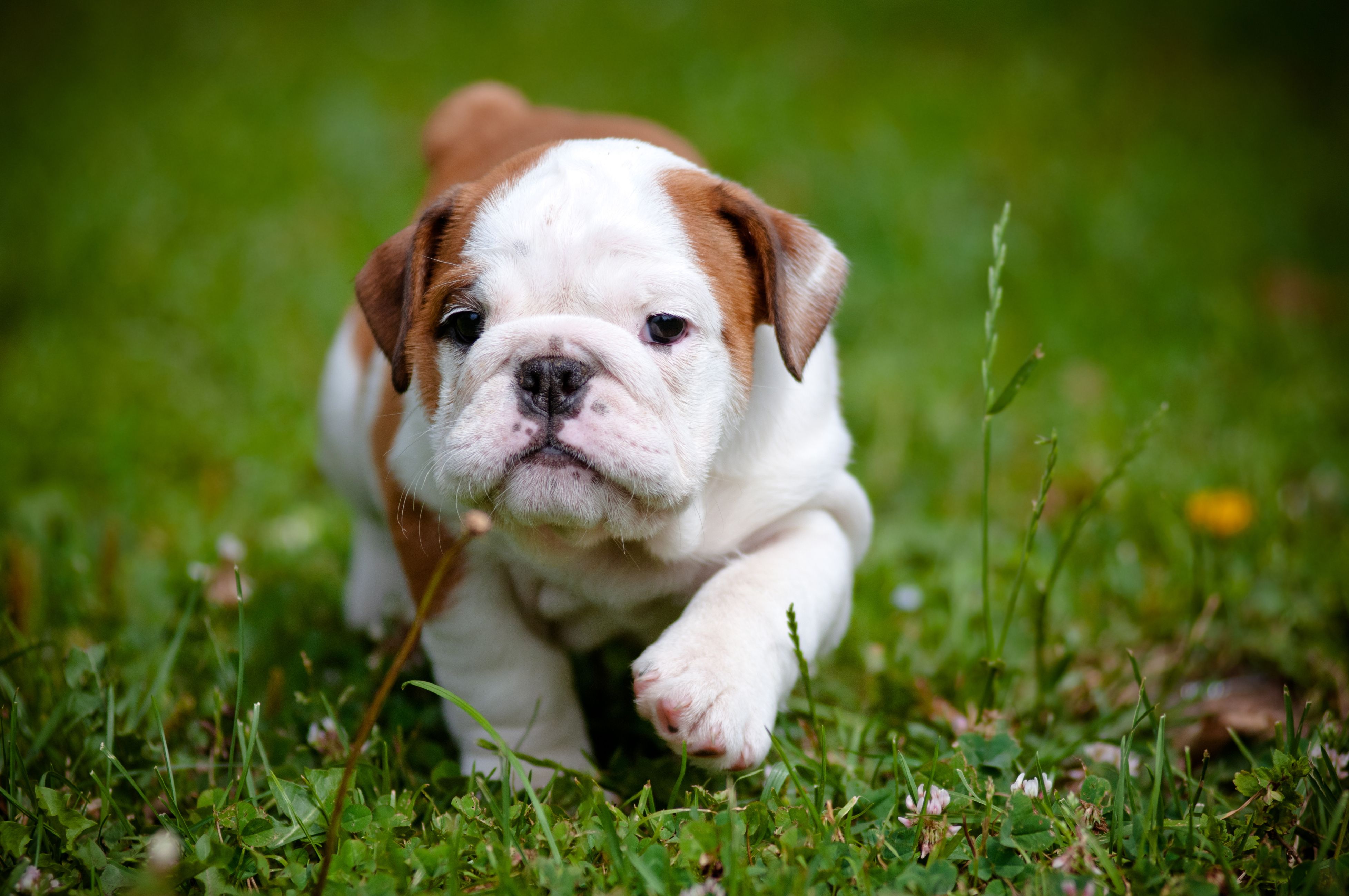 Cucciolo bulldog inglese nell'erba, 3910x2597 4K Ultra HD, Smart TV 4K