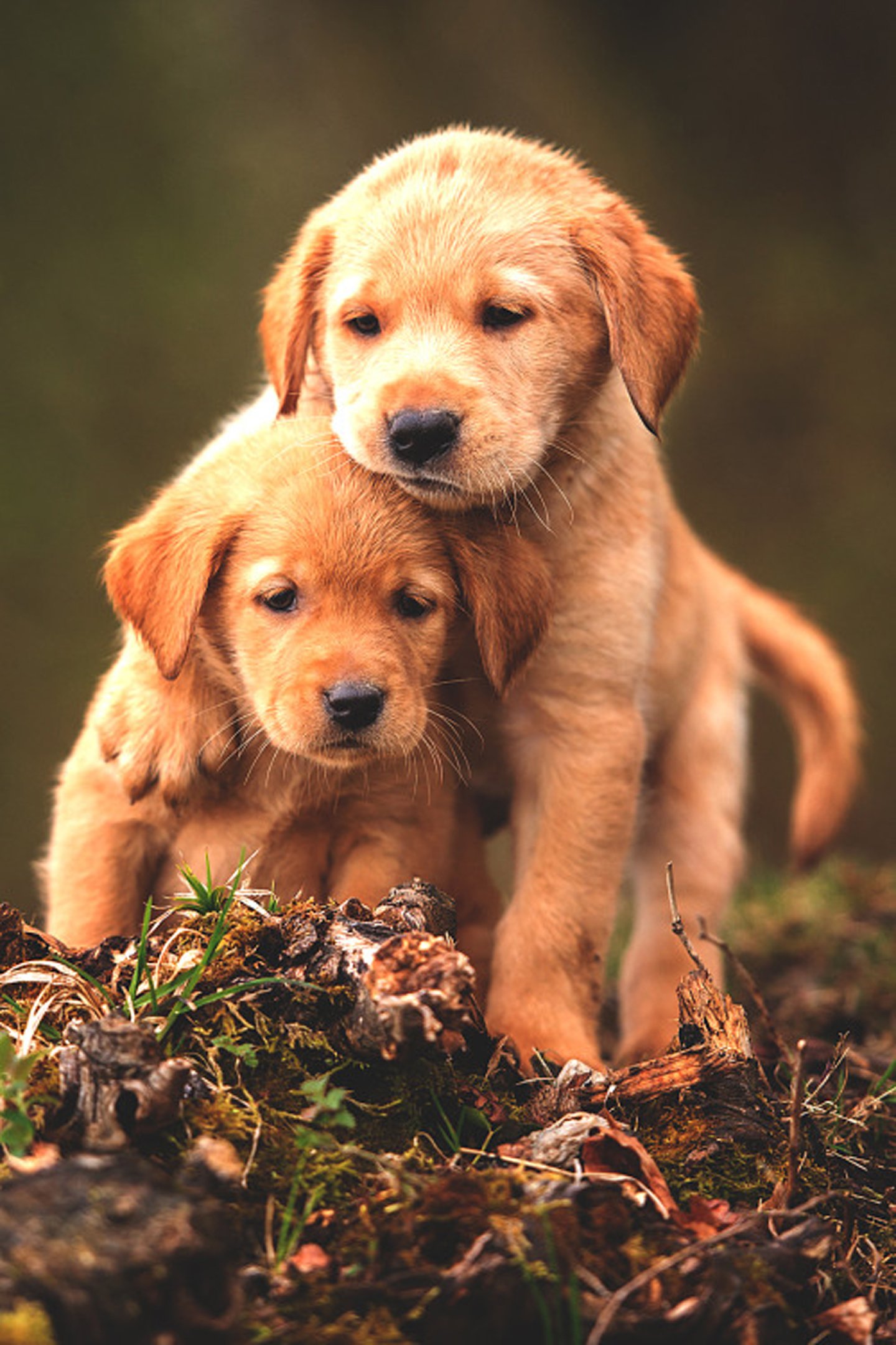 Cuccioli golden retriever abbracciati, 1440x2160 Verticale, Mobile