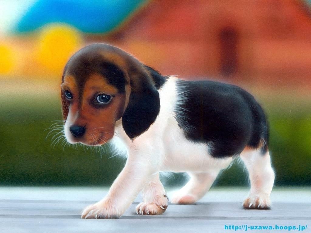 Cucciolo Beagle che cammina, 1024x768 HD, PC Desktop