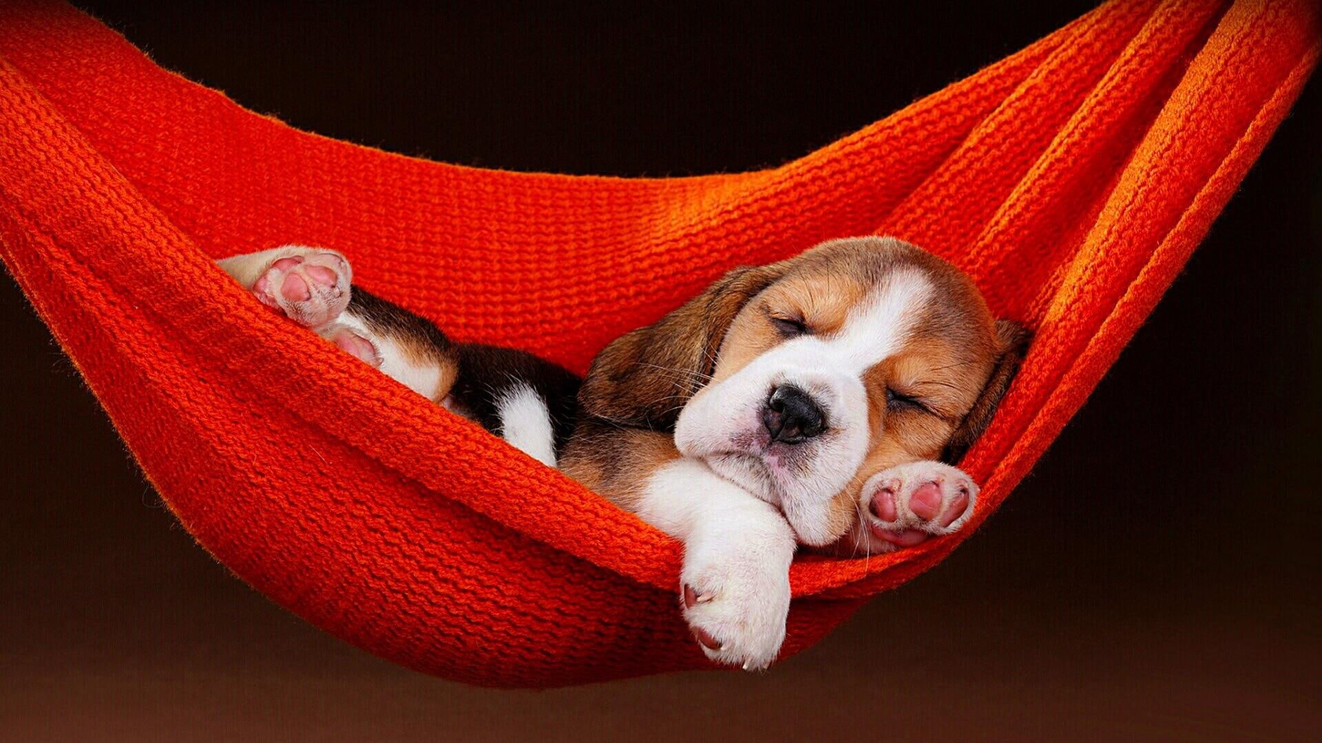 Cucciolo beagle amaca rossa, 1920x1080 Full HD 1080p, Desktop