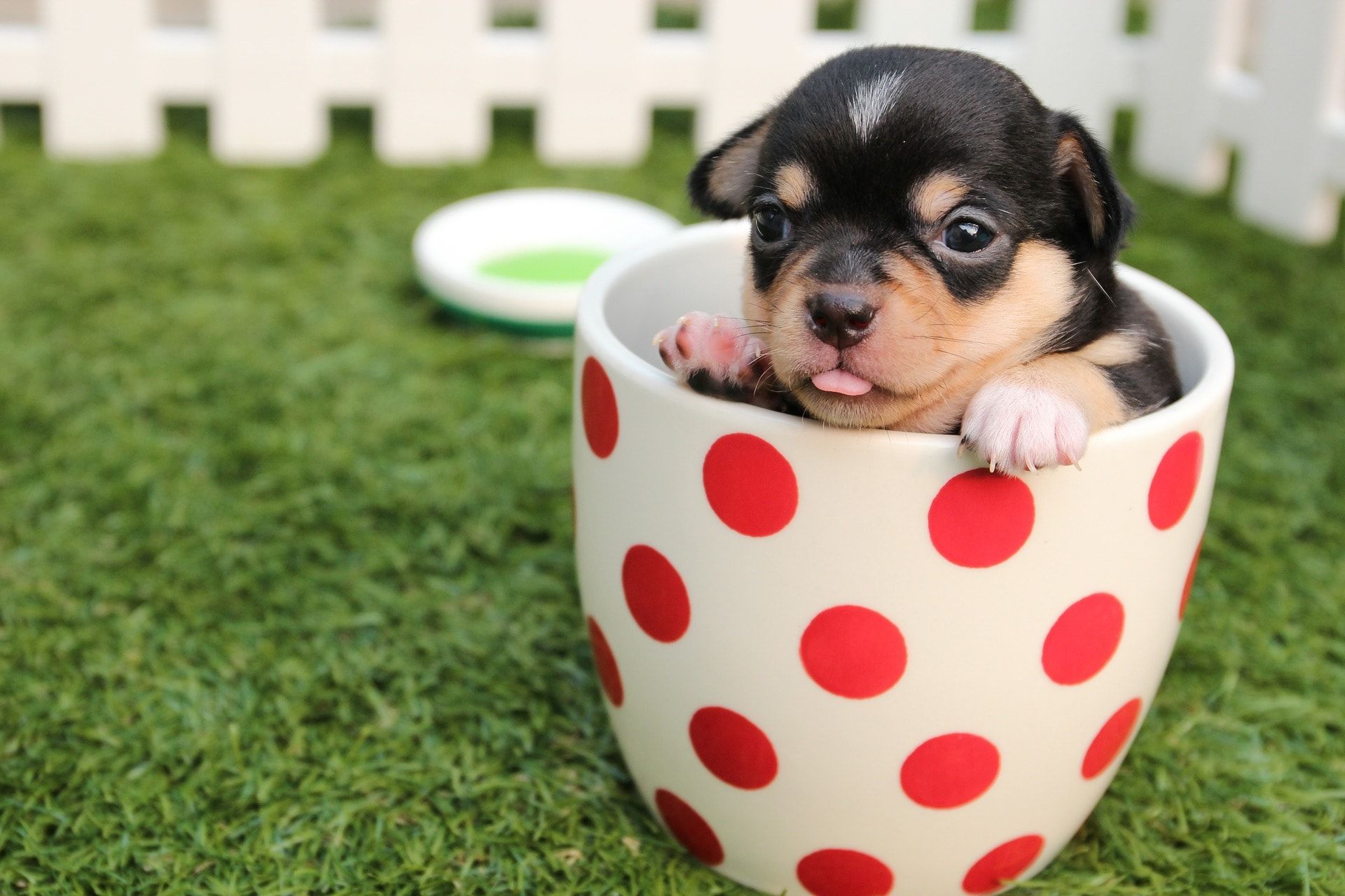 Cucciolo in tazza a pois, 1920x1280 Full HD+, Laptop