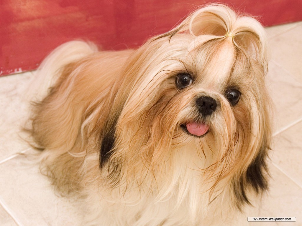 Shih Tzu con fiocco, 1024x768 HD, Laptop
