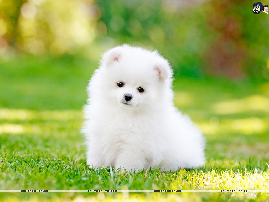Cucciolo pomeranian bianco erba, 1024x768 HD, Desktop
