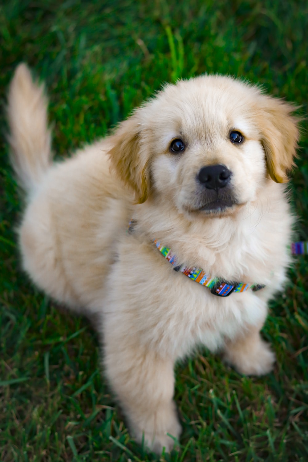 Cucciolo golden retriever nell'erba, 1000x1500 Full HD Verticale, Smartphone