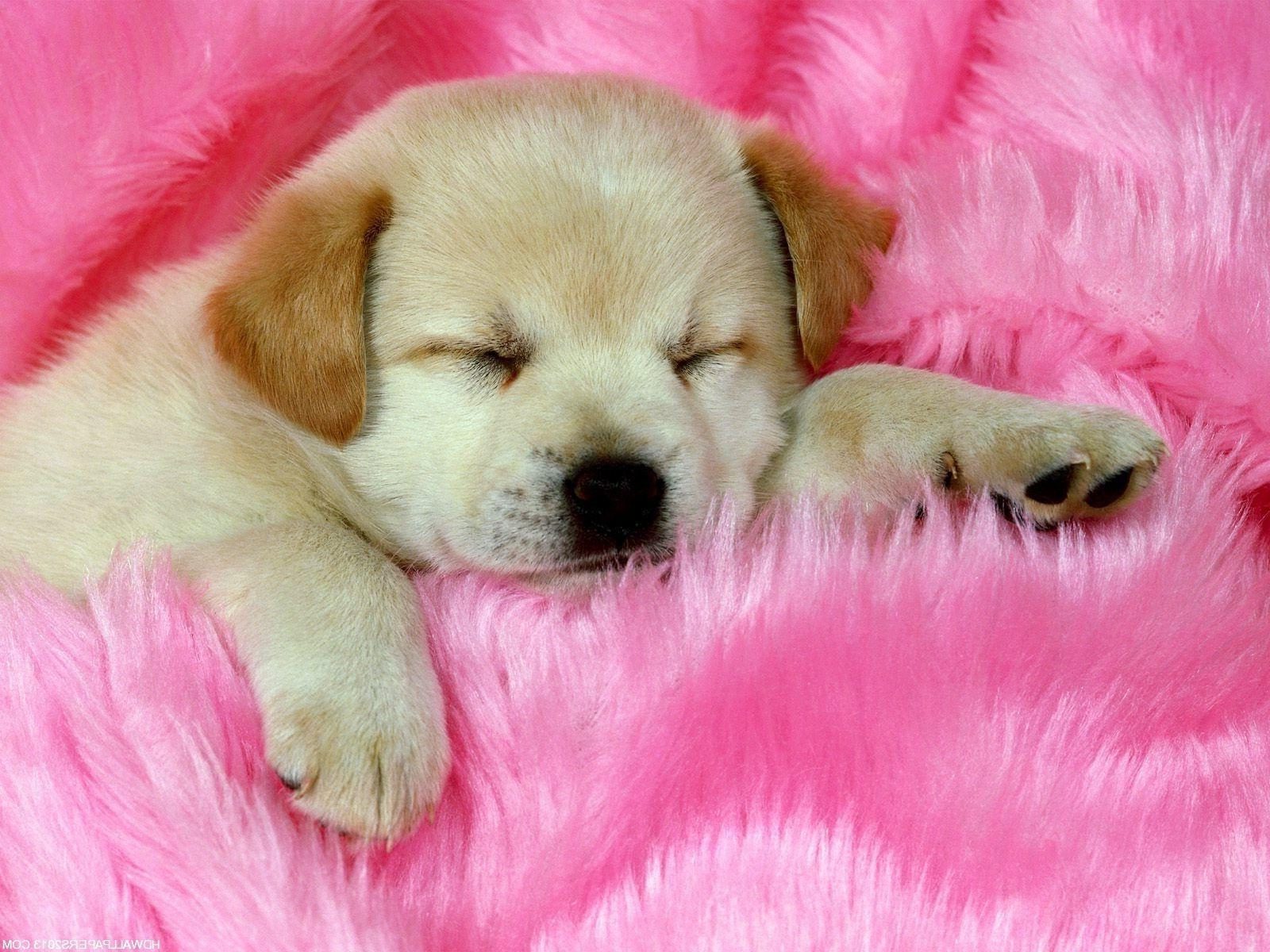 Cucciolo dorato addormentato coperta rosa, 1600x1200 900p, Desktop