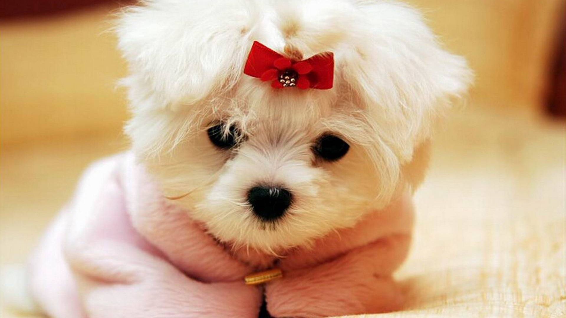 Cucciolo maltese bianco con fiocco, 1920x1080 Full HD 1080p, PC Desktop