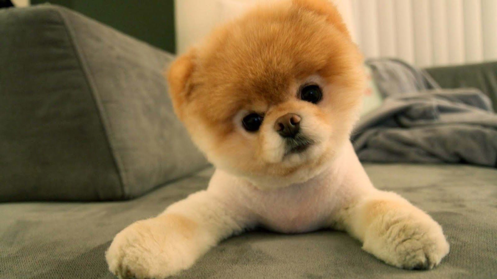 Cucciolo Pomeranian su divano, 1600x900 HD Ready, iMac