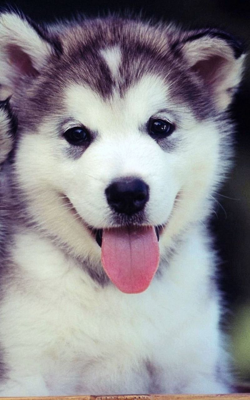 Cucciolo Husky lingua fuori, 800x1280 Verticale, Mobile