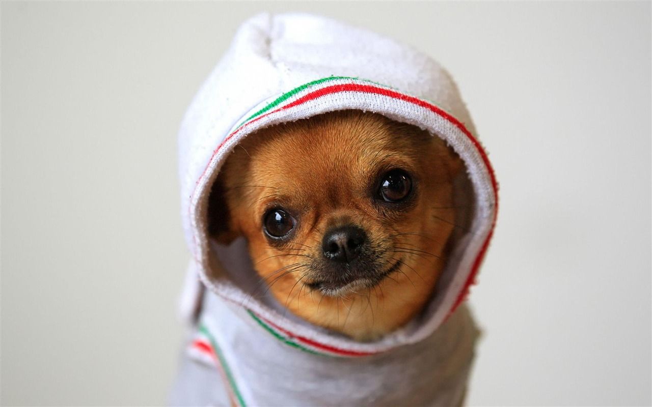 Chihuahua con cappuccio bianco, 1280x800 720p, PC