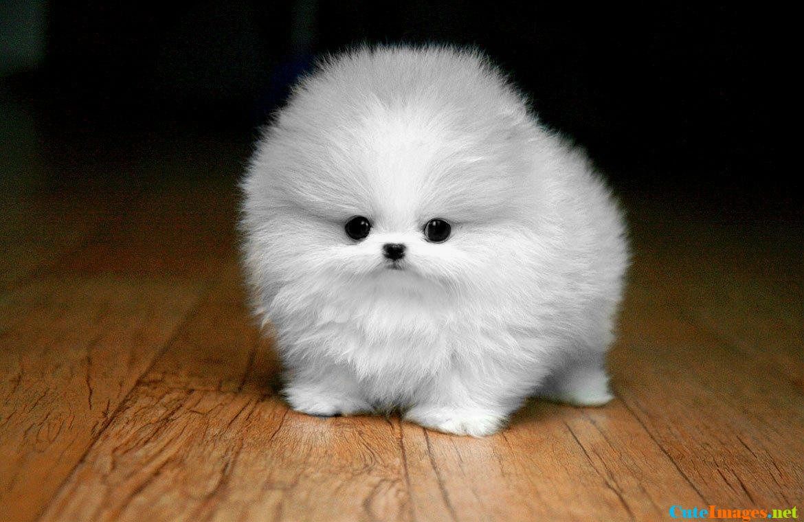 Cucciolo Pomerania bianco soffice, 1170x760 HD, iMac