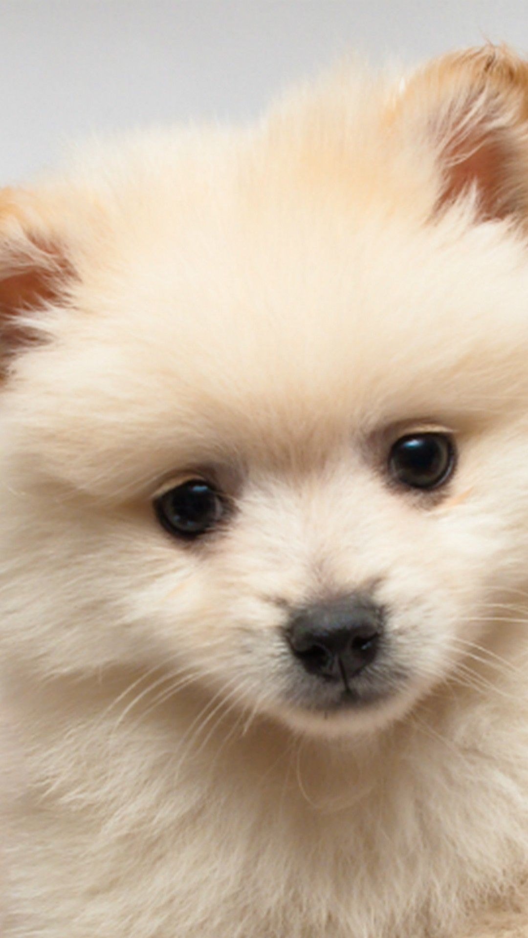 Cucciolo pomerania bianco soffice, 1080x1920 Verticale, Telefono
