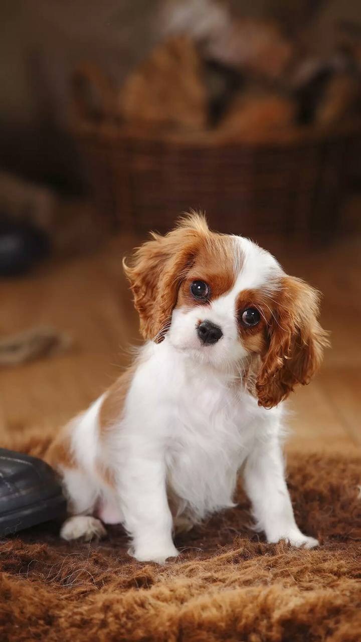 Cucciolo Cavalier King Charles Spaniel, 720x1280 Verticale, Android
