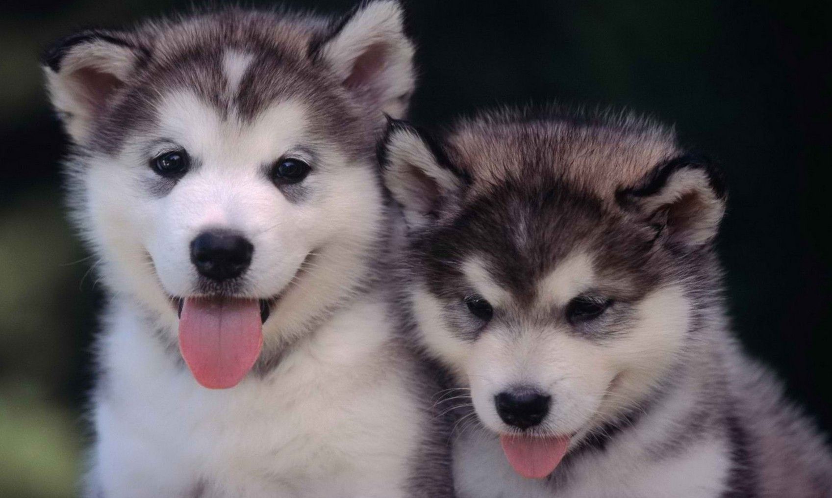 Cuccioli di husky sorridenti, 1697x1015 900p, PC