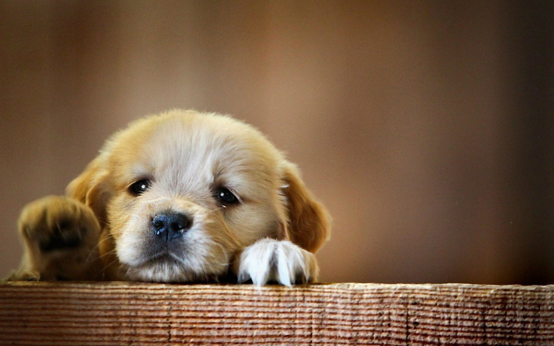 Cucciolo golden retriever sdraiato, 1920x1200 Full HD+, iMac