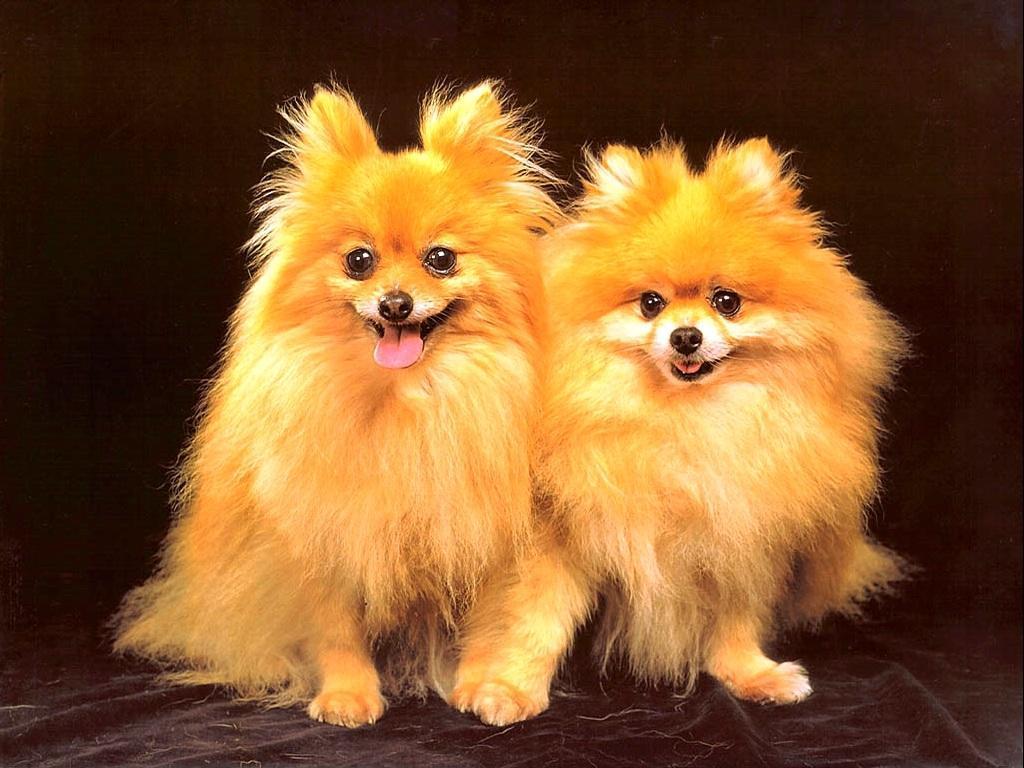 Due cani Pomerania sorridenti, 1024x768 HD, Desktop