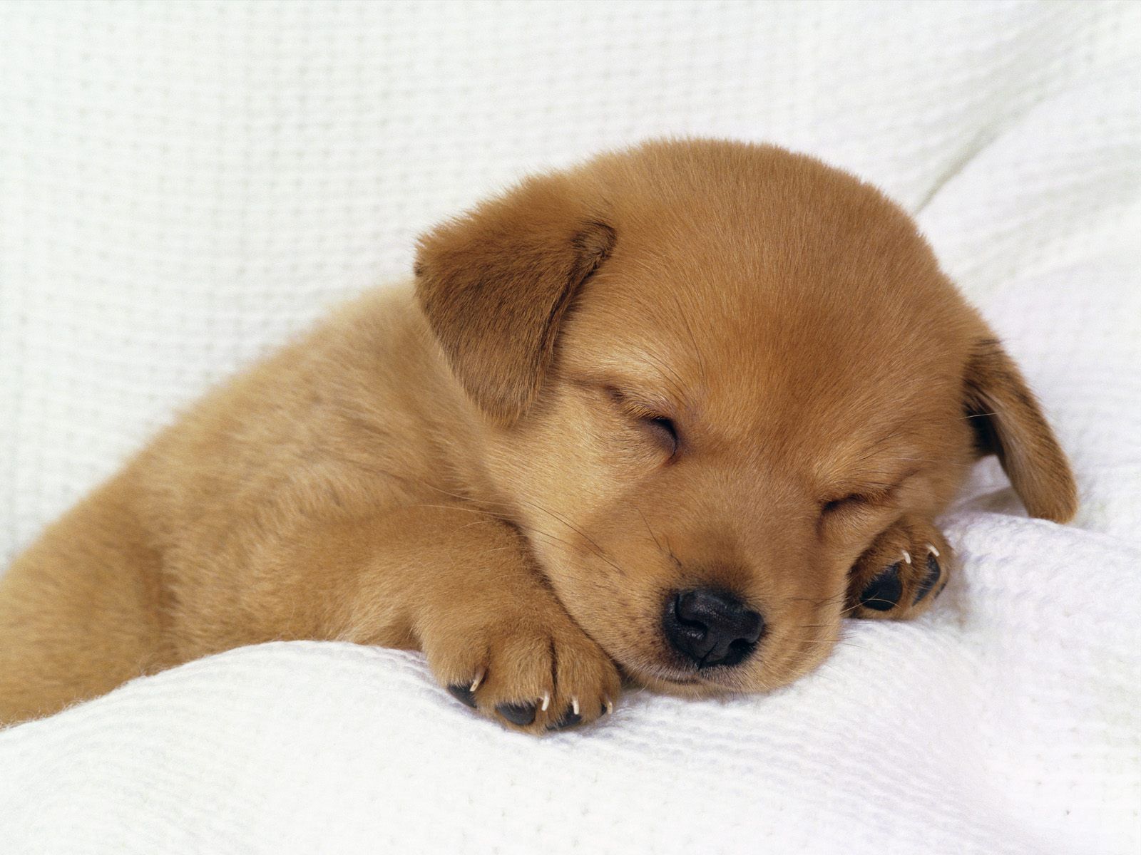 Cucciolo marrone che dorme, 1600x1200 900p, Desktop