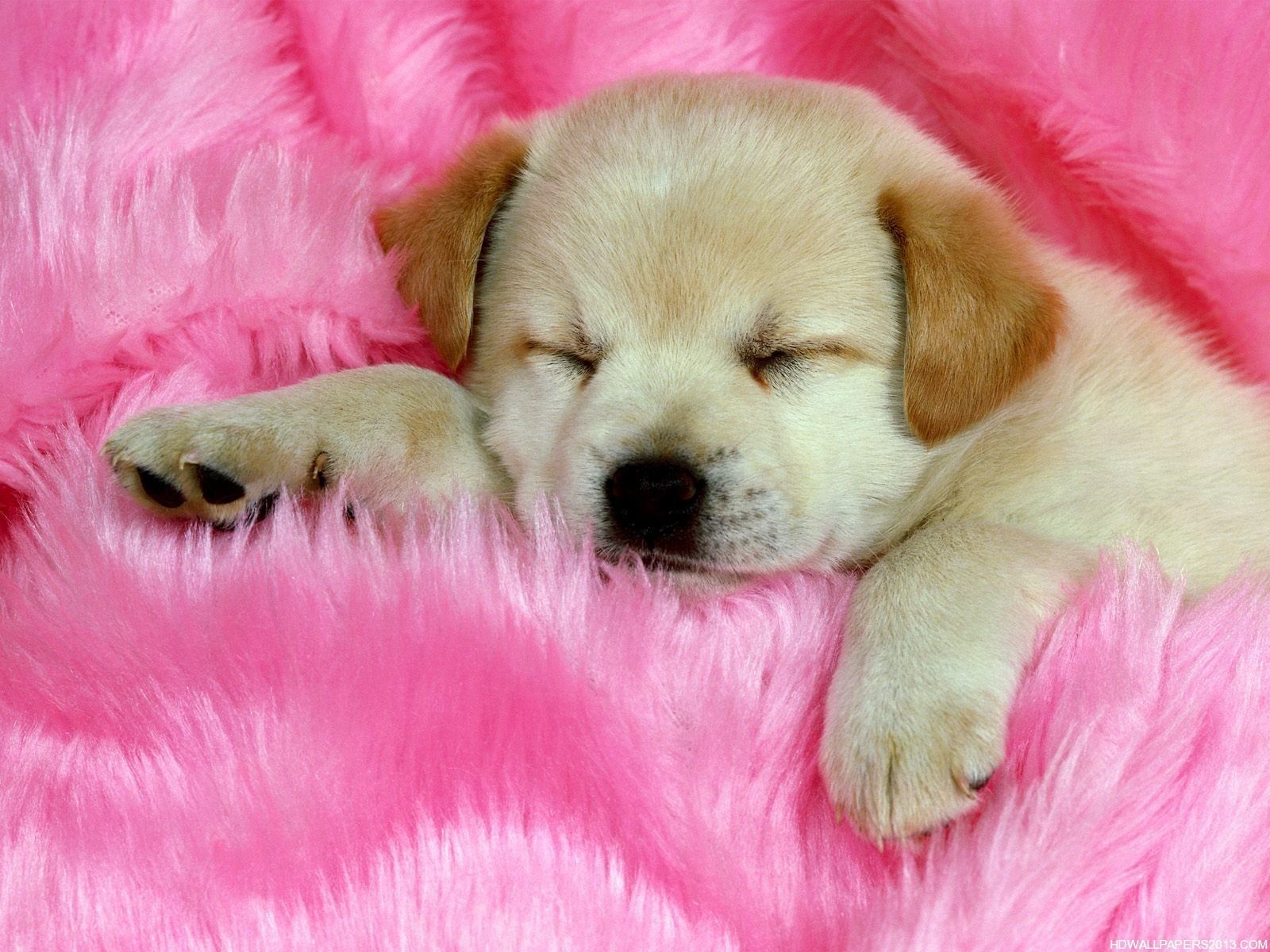 Cucciolo addormentato su coperta rosa, 1600x1200 HD, PC