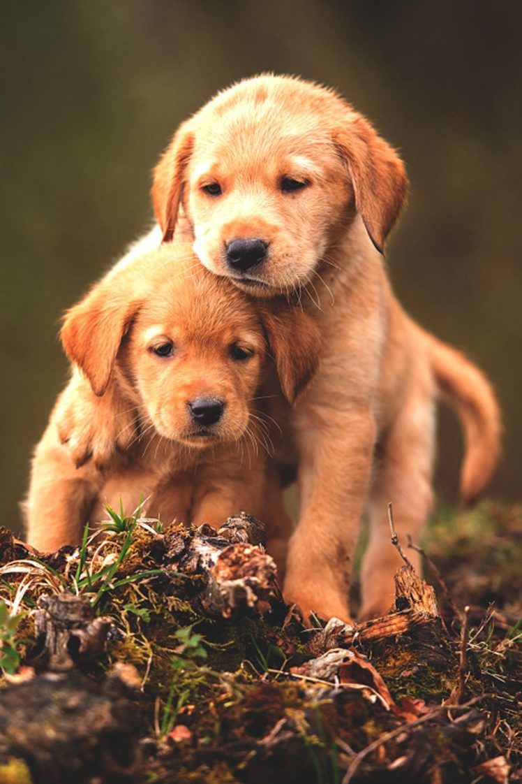 Cuccioli golden retriever abbracciati, 748x1122 Full HD Verticale, Smartphone