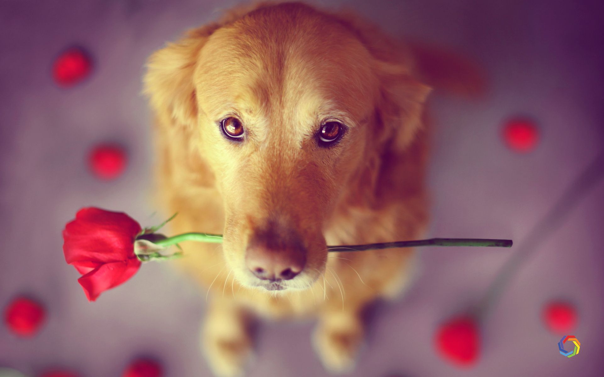 Golden retriever con rosa rossa, 1920x1200 Full HD+ WUXGA, Laptop