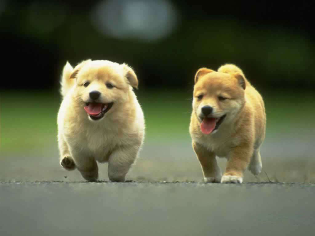 Due cuccioli che corrono, 1024x768 HD, Laptop