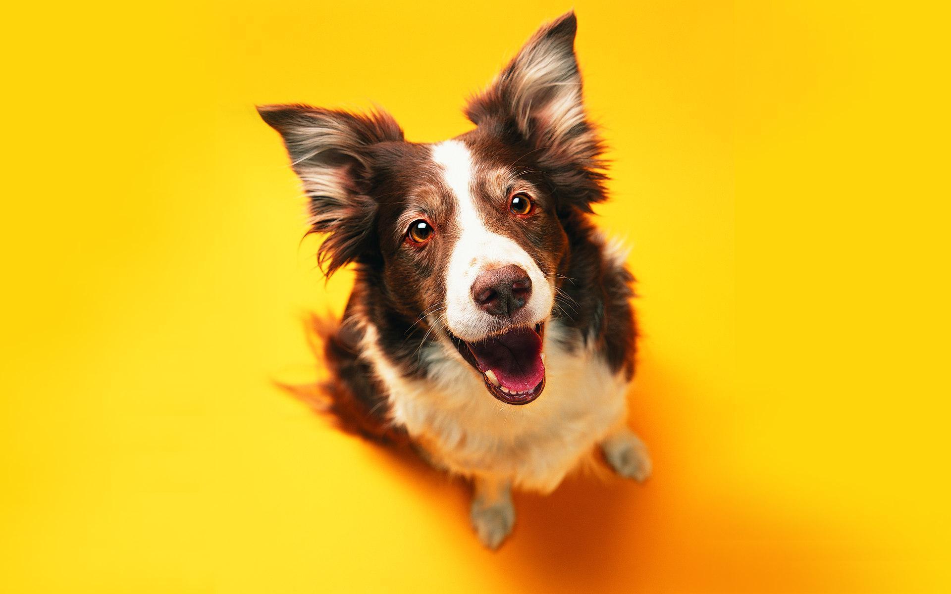 Border Collie su sfondo giallo, 1920x1200 Full HD+, PC