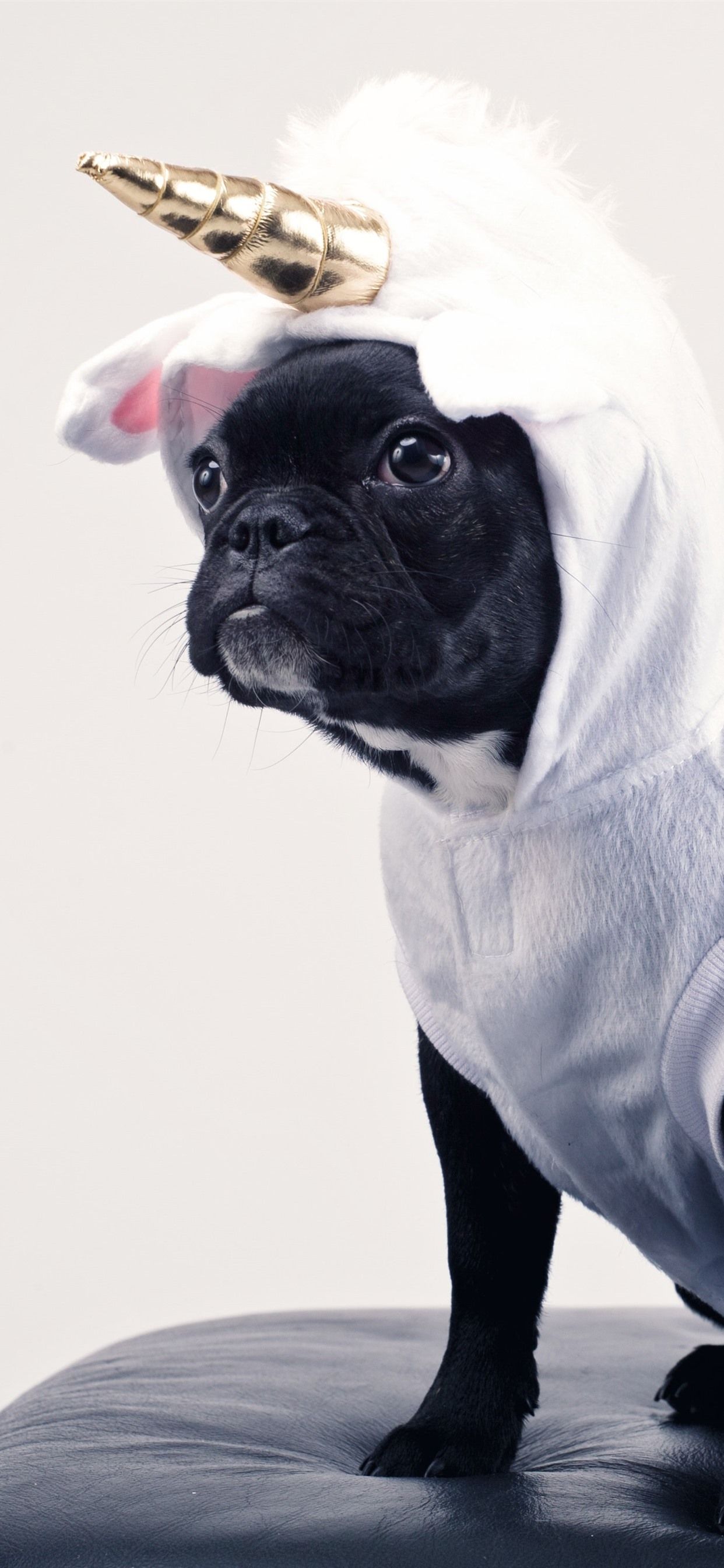 Cane carlino costume unicorno, 1242x2688 Full HD Verticale, iPhone