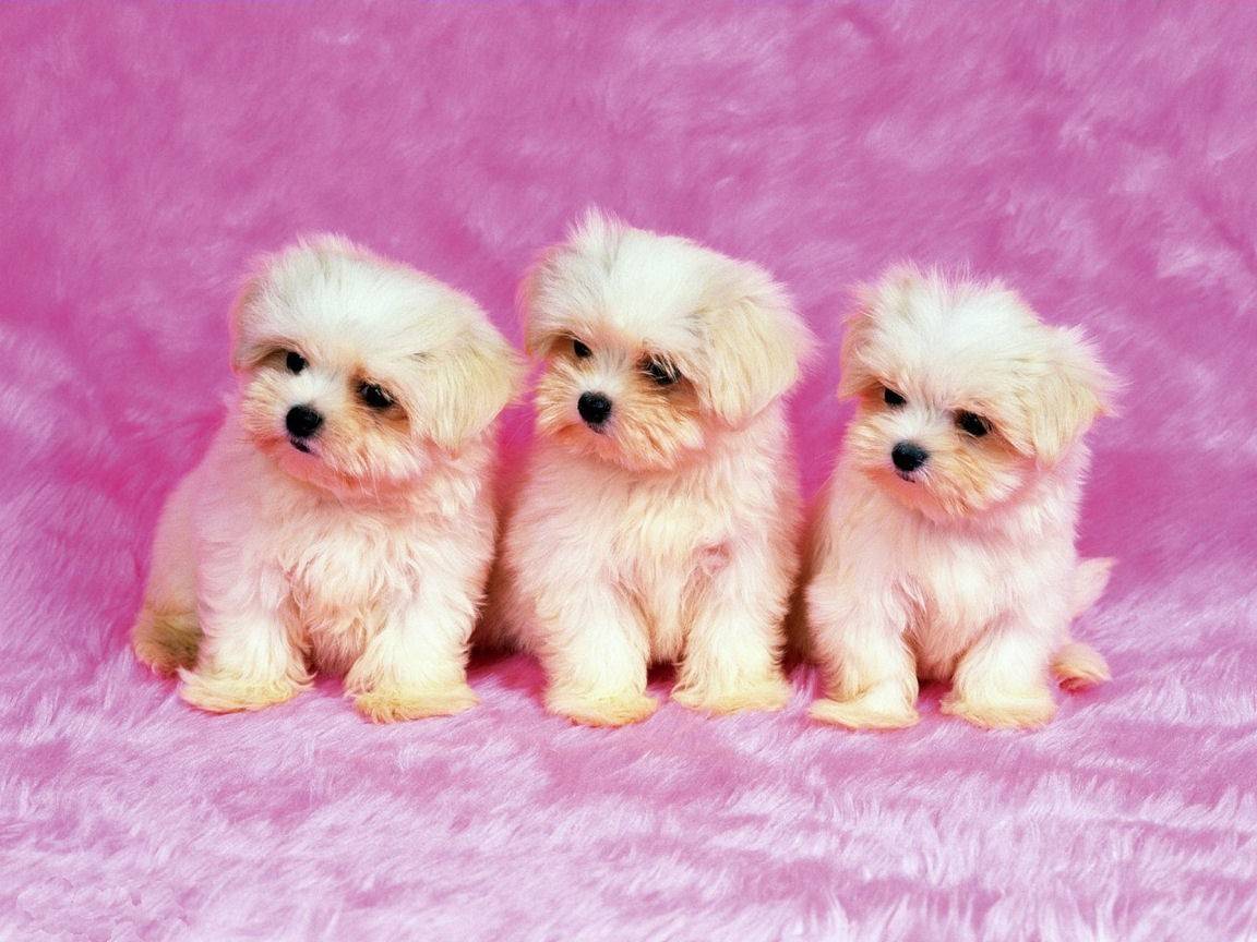 Tre cuccioli bianchi su rosa, 1152x864 HD, PC