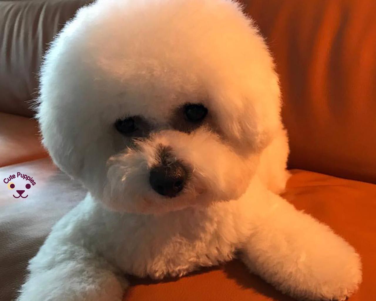 Cucciolo bianco soffice Bichon, 1280x1024 720p, PC