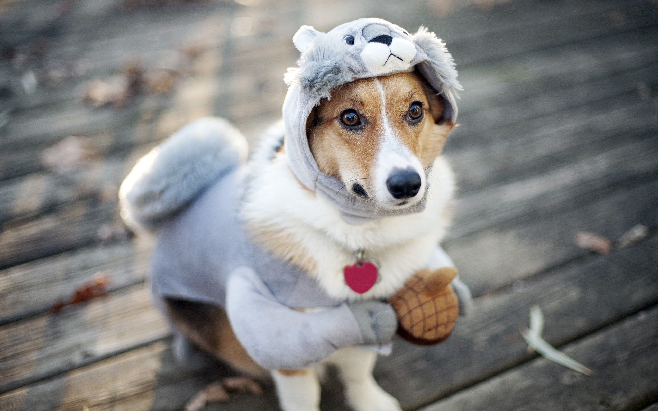 Cane corgi in costume scoiattolo, 2560x1600 2K, Laptop