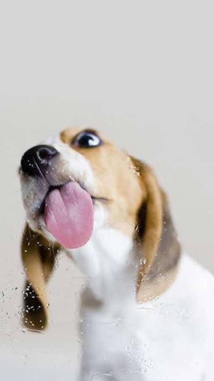 Cane beagle lingua fuori, 720x1280 Full HD Verticale, Google Pixel