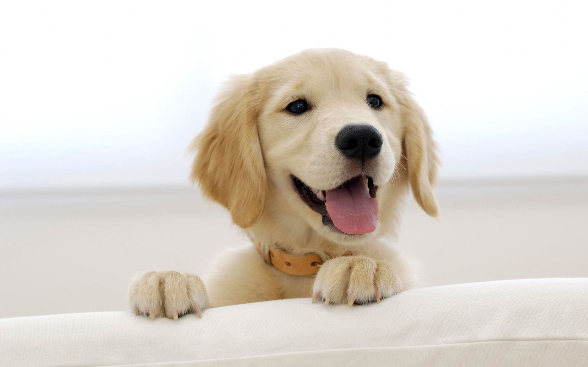 Cucciolo golden retriever sorridente, 1920x1200 Full HD+ WUXGA, Desktop