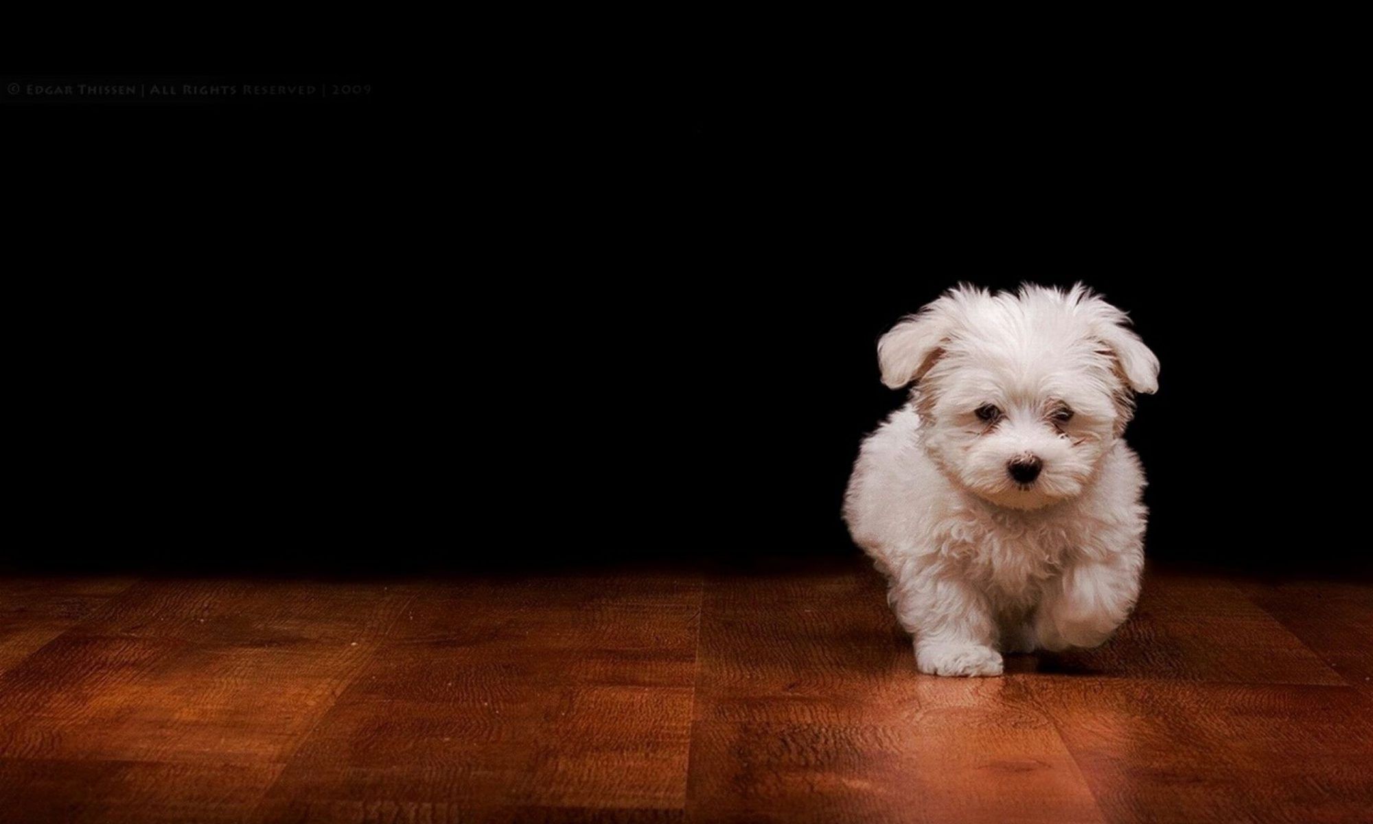 Cucciolo bianco su pavimento legno, 2000x1200 Hi-Res, Laptop