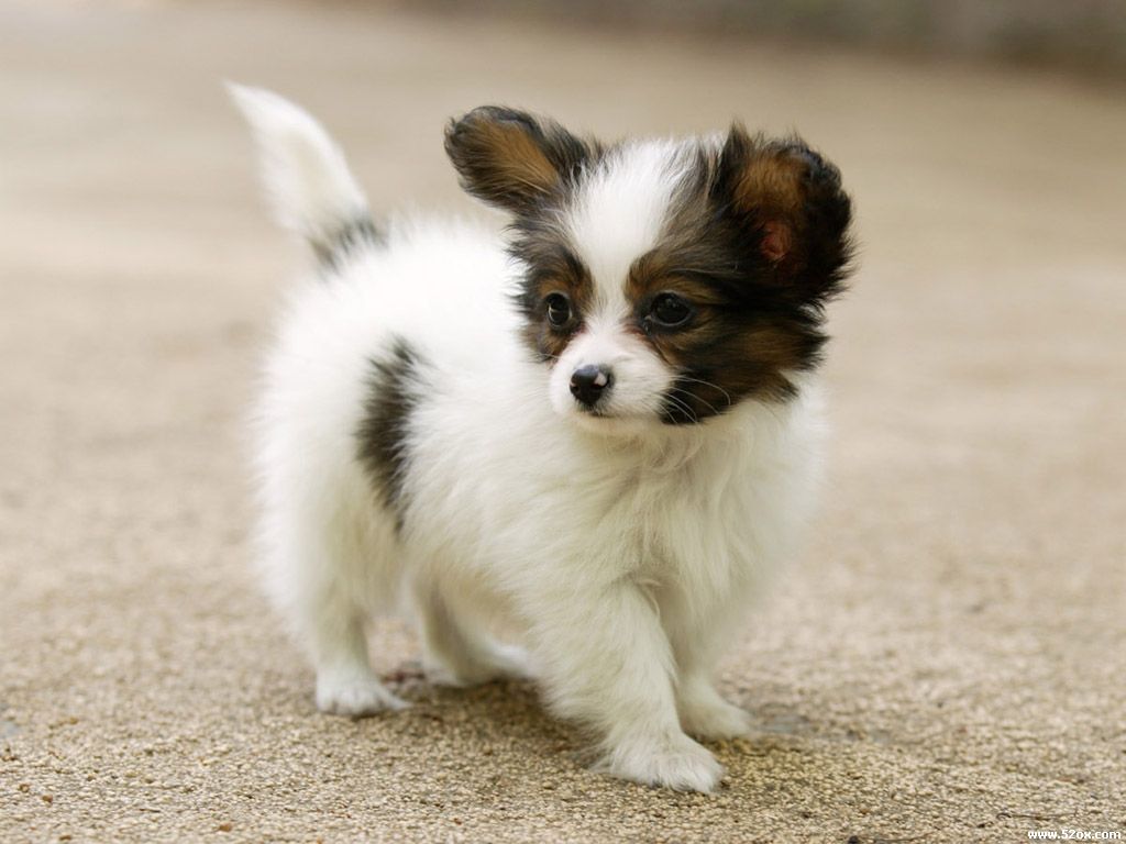 Cucciolo Papillon bianco marrone, 1024x768 HD, Laptop