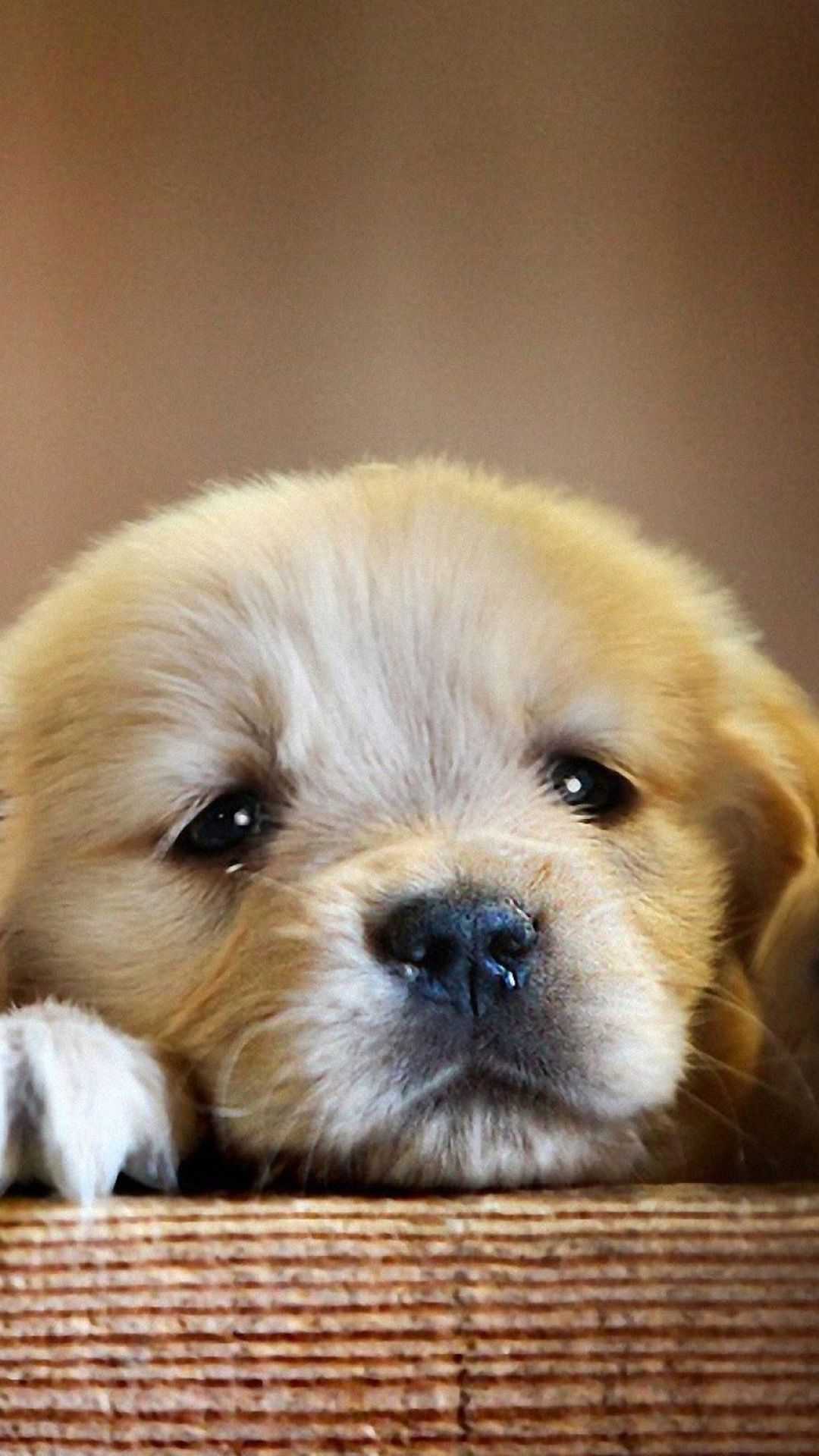 Cucciolo golden retriever, 1080x1920 Verticale, Telefono