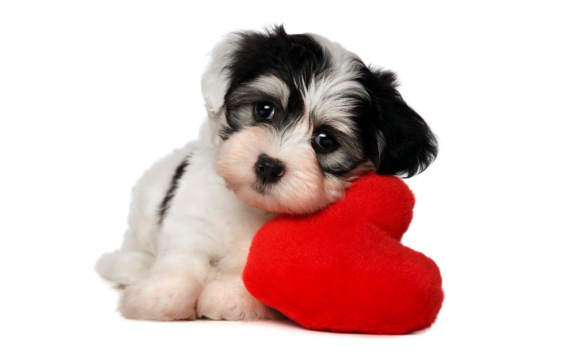 Cucciolo bianco e nero con cuore rosso, 1920x1200 Full HD+ WUXGA, PC