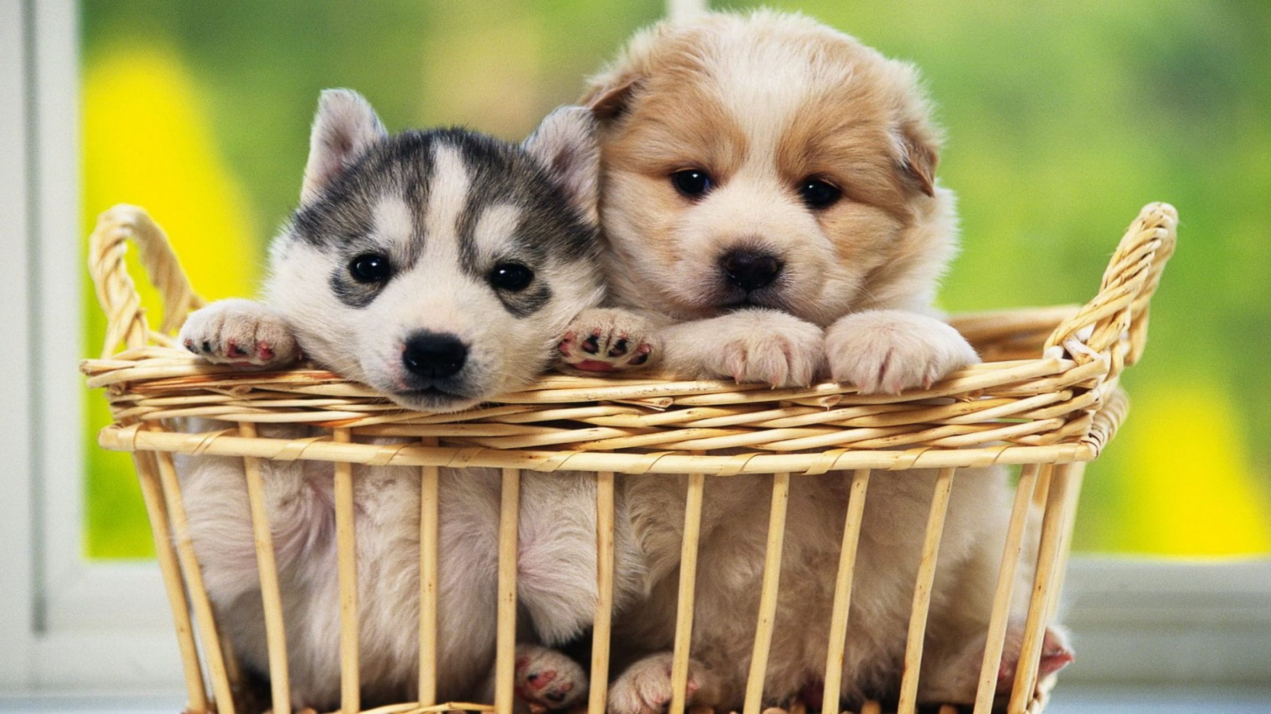 Cuccioli in cesto di vimini, 2560x1440 1440p, Desktop