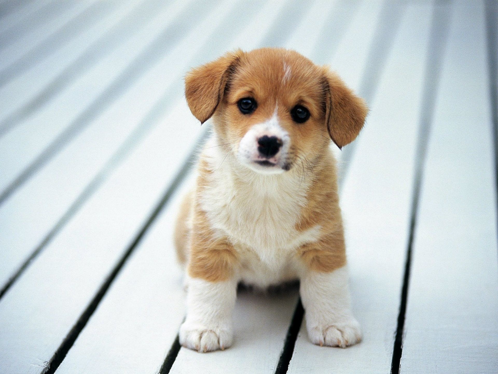 Cucciolo corgi su terrazzo, 1920x1440 Full HD+ WUXGA, Desktop